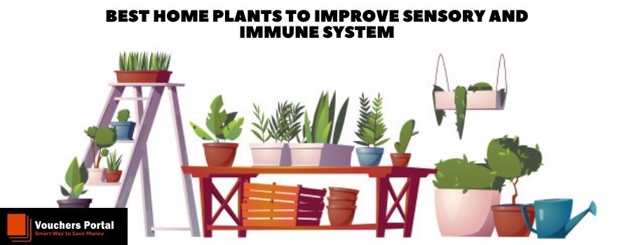 /improve-sensory-and-immune-system